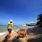 walking-with-a-dog-pattaya-beach.jpg